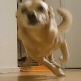 Nomi